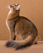 The breathtaking Somali cat, with its banded coat, can sometimes behave more like a monkey than like a cat, jumping into the air, tossing balls and toys, and even running sideways, tail and back arched.