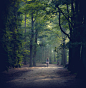 Photograph Morning in the woods by Sabine van Antwerpen-Engels on 500px