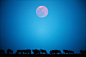 Wildebeest and Full Moon