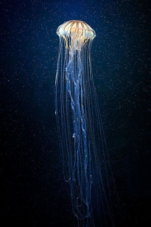 Jellyfish | Under th...
