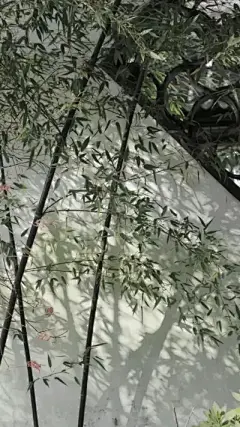 古风壁纸 - 高清图片，堆糖，美图壁纸兴趣社区