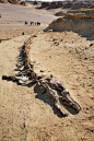 在埃及的鲸鱼谷发现了一具完整的龙王鲸骨架。
(Source: Mohammed ali Moussa, CC BY-SA 3.0, via Wikimedia Commons) ​​​​