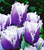 purple frills ATTRACTS: Rabbits (for the bulbs). Plant with Downy Hawthorn Tree which attracts Red Headed Woodpeckers. / Place chicken wire above bulbs under ground to keep rabbits from digging up.  Plant under trees that don't have deep shade.