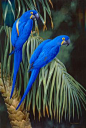 Hyacinth Macaw