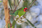姬鹦鹉 Little Lorikeet

在鸟类命名里，姬是小巧可爱的意思，例如澳洲另一种小型的猛禽Australian hobby就叫姬隼。

姬鹦鹉配色比较简单，就脸蛋红了一块。尾巴很短，方便在树林间穿梭。

追寻着花蜜的它们没有特别固定的出没地点。...展开全文c