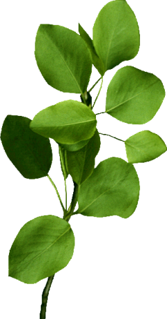 jessieidealli采集到花素材
