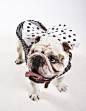 Bull dog style  #dogfashion #petfashion http://www.nojigoji.com.au/: 