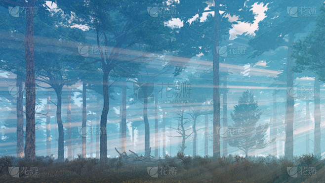 阳光光束,雾,松树,森林,灌木林,水平画...