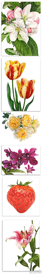 DearYuki森女新闻速递：#森小物# Anna Knights 的写实手绘花卉蔬果集。很漂亮吧，画得可逼真了，你都能一一认出他们来吗？