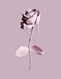  Cosmetics make up makeup pink drip rose. Luxury goods still life photo. By Josh Caudwell, product editorial still life photographer. London, New York, Paris, Milan. 