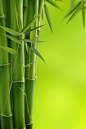 Bamboo with different colour background - shade of blue. #asiantheme