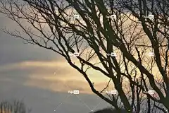 树木 大自然壁纸 酷背景 Windows壁纸 日落 分行 免费壁纸