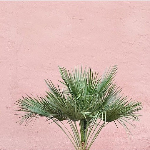 Plants On Pink|荷兰艺术家...