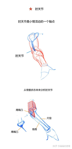 宇治抹茶ivey采集到人体