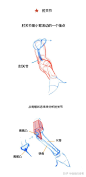 【春哥课堂】手臂肌肉到底怎么画？（理解+练习） : 本期关键词：手臂运动规律、生长点、夹子、圆柱......（春哥课堂是一组条漫绘画教程，为大家的人体绘画学习提供简单的参考。） 上节课躯干的链接戳这里：人体躯干肌肉到底怎么画？（比例+穿插关系） - 画画的春哥…