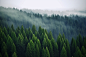 摄图网_600167258_起迷雾的松树森林（企业商用）