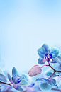 蓝色花朵清新H5背景- HTML素材网