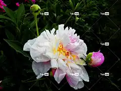 花 花壁纸 开花 盛开 美丽的花朵 玫瑰 牡丹 五旬节 自然