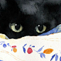 猫｜LOFTER（乐乎）