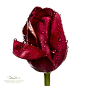 True Love : Red Tulip