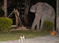 小猫怒吼4吨大象，成功吓跑对方：不准进我家