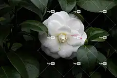 花朵 美丽的花朵 茶花 鹰 花壁纸 自然 白色的 花卉背景 茶花