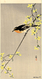 小原古邨(Ohara Koson)高清作品《橙胸鸟》