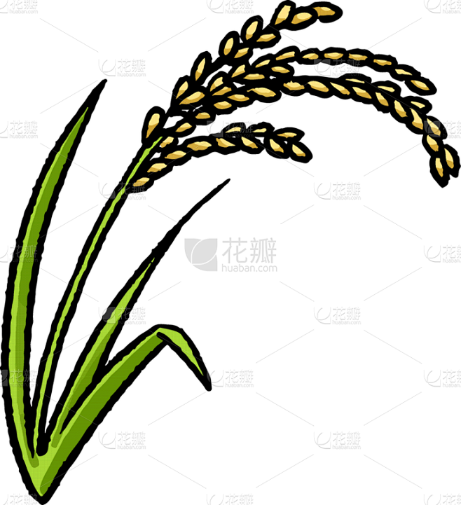 矢量,稻,绘画插图,动物手,农业,自然,黄色,白色背景,季节,一个物体