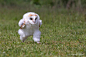 Photographer Captures Baby Barn Owl Mid-Run : Dutch hobbyist photographer Hannie Heere captured an adorable photograph of a brave barn owl chick mid-run.