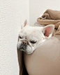 Photo by     ( マ チ コ )  on April 01, 2024. May be an image of sleeping, pie and beanbag chair.