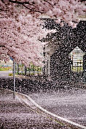 zekkei-beautiful-scenery:Cherry blossoms in Japan Sakura...