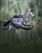 Серая цапля (Ardea cinerea)photo preview