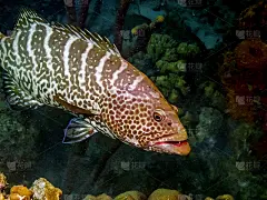 老虎追星族，只给底格里斯河开路
