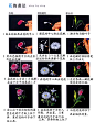 [转载]彩绘中几种基本花朵画法教程_Bigrice_新浪博客