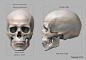 gusztav-velicsek-004t-otal-length-of-skull-with-cranial-breadth-and-length