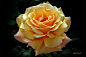 Rose by Özer Çiner on 500px