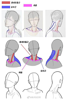 本暮•舍采集到躯干结构图解