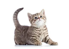 点击来源直接获取大图文件 |Beautiful scottish cat kitten profile side view isolated on white