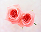 影棚拍摄,室内,植物,粉色,花_74850228_Close-up of two pink roses_创意图片_Getty Images China