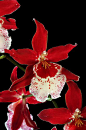 Tips for Beautiful Orchid Blooms - trulysavvy.net