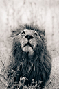 20张丛林之王狮子的摄影照片