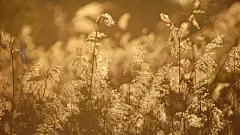 树叶落叶风景桌面高清壁纸下载桌面壁纸1