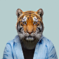 Bengal Tiger - Panthera Tigris Tigris