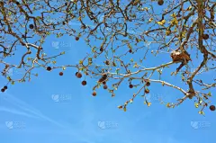 天空,蓝色,枝,飞机,水果,秘密,丰富,悬铃树,小无花果树,春季系列