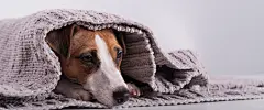 点击来源直接获取大图文件 |A cute little dog lies covered with a gray plaid. The muzzle of a Jack Russell Terrier sticks out from under the blanket. Widescreen.