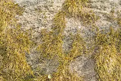 质地灰色的石头表面部分覆盖着绿色苔藓