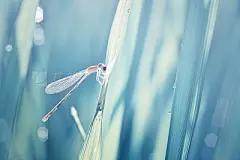 Defocused grass background