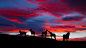 Silhouette of Icelandic horses at sunset