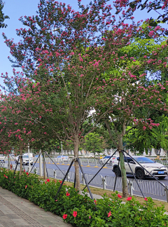 易丫头122200采集到03——植物设计