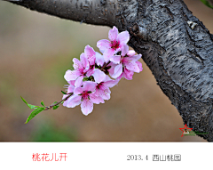 江岸野蕊采集到桃花